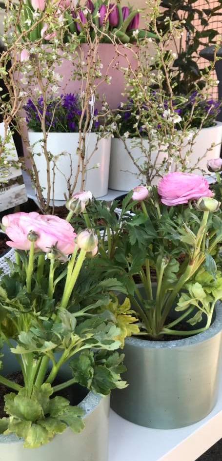 petit pot pour vivace ; cultiver des renoncules en pot ; planter des renoncules ; cache pot