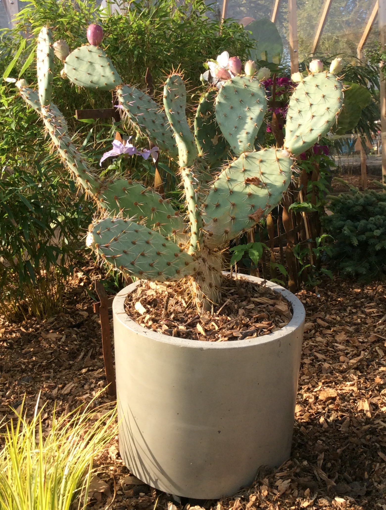 Pot cactés ; pots extérieur ; pots cactus ; pot teinté dans la masse ; pot naturel ; pot opuntia ;