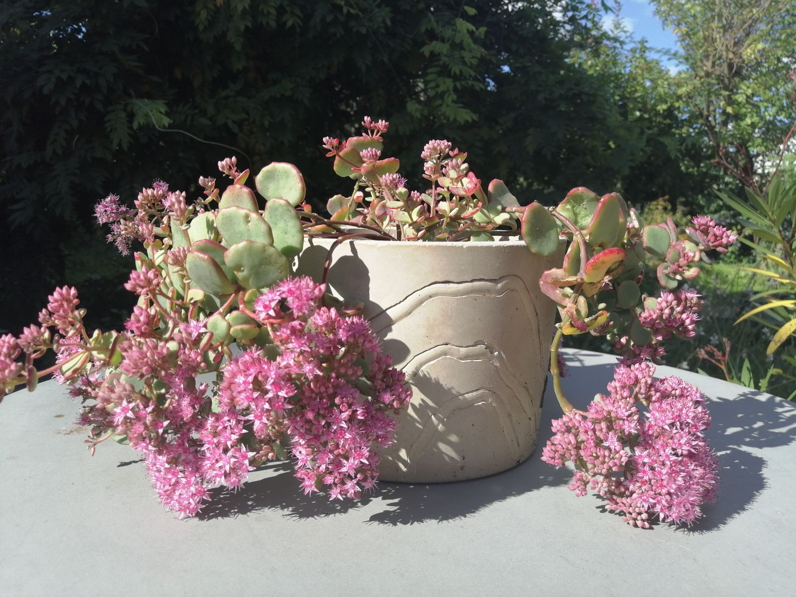 Pot déco intérieur ; pot béton ; pot original ; pot nature ; pot crasula ; pot sedum ; 