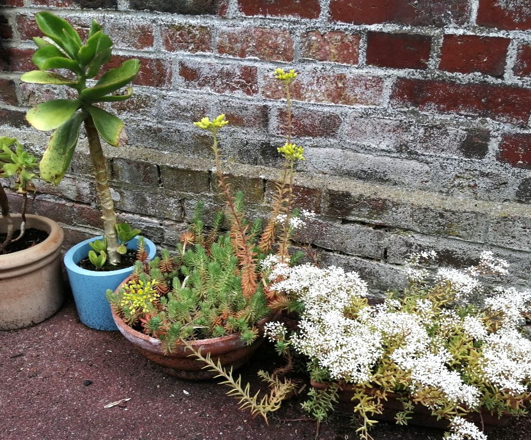 Pot déco intérieur ; pot béton ; pot original ; pot nature ; pot crasula ; pot sedum ; 