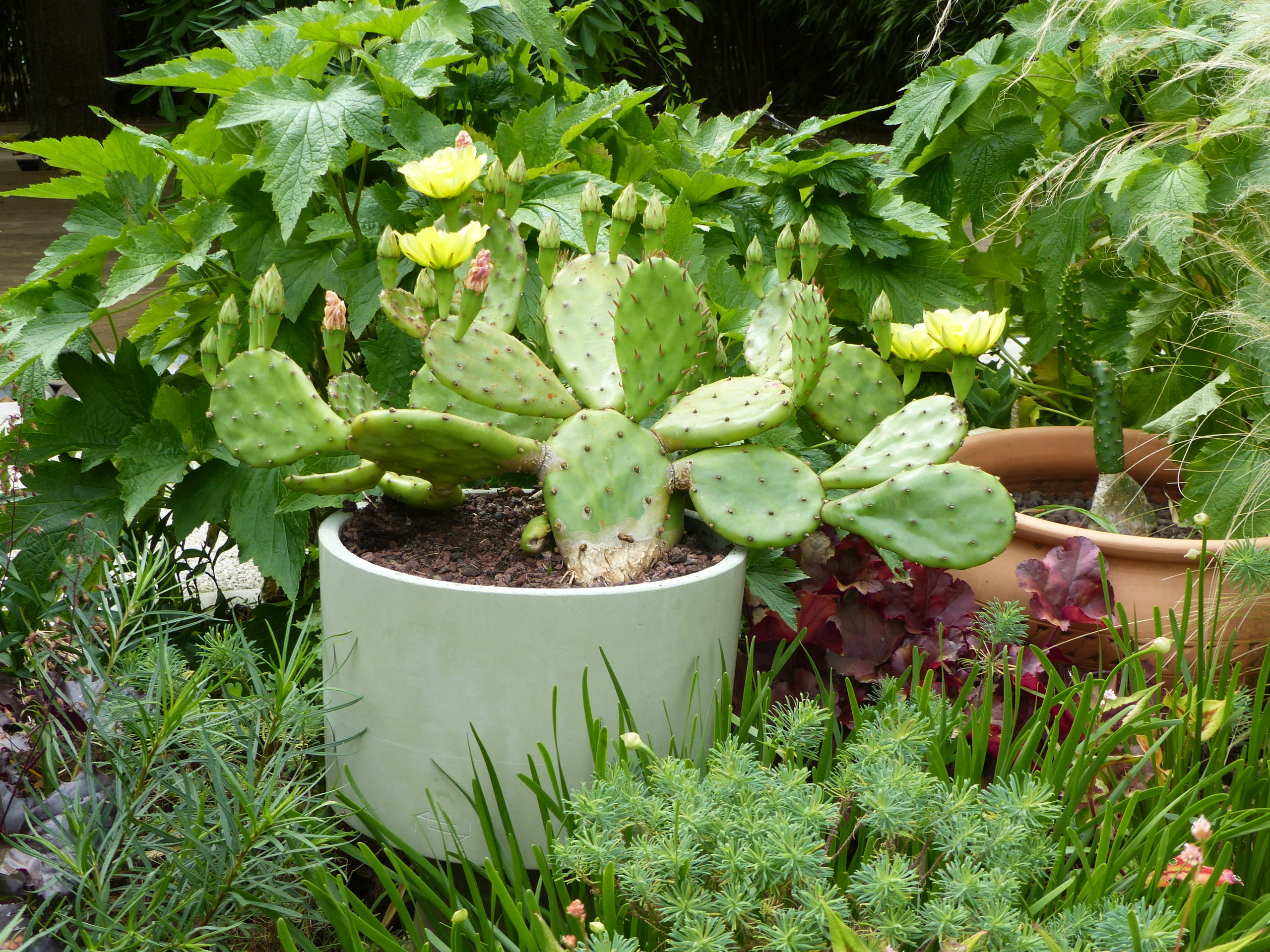 Opuntia dans pot béton