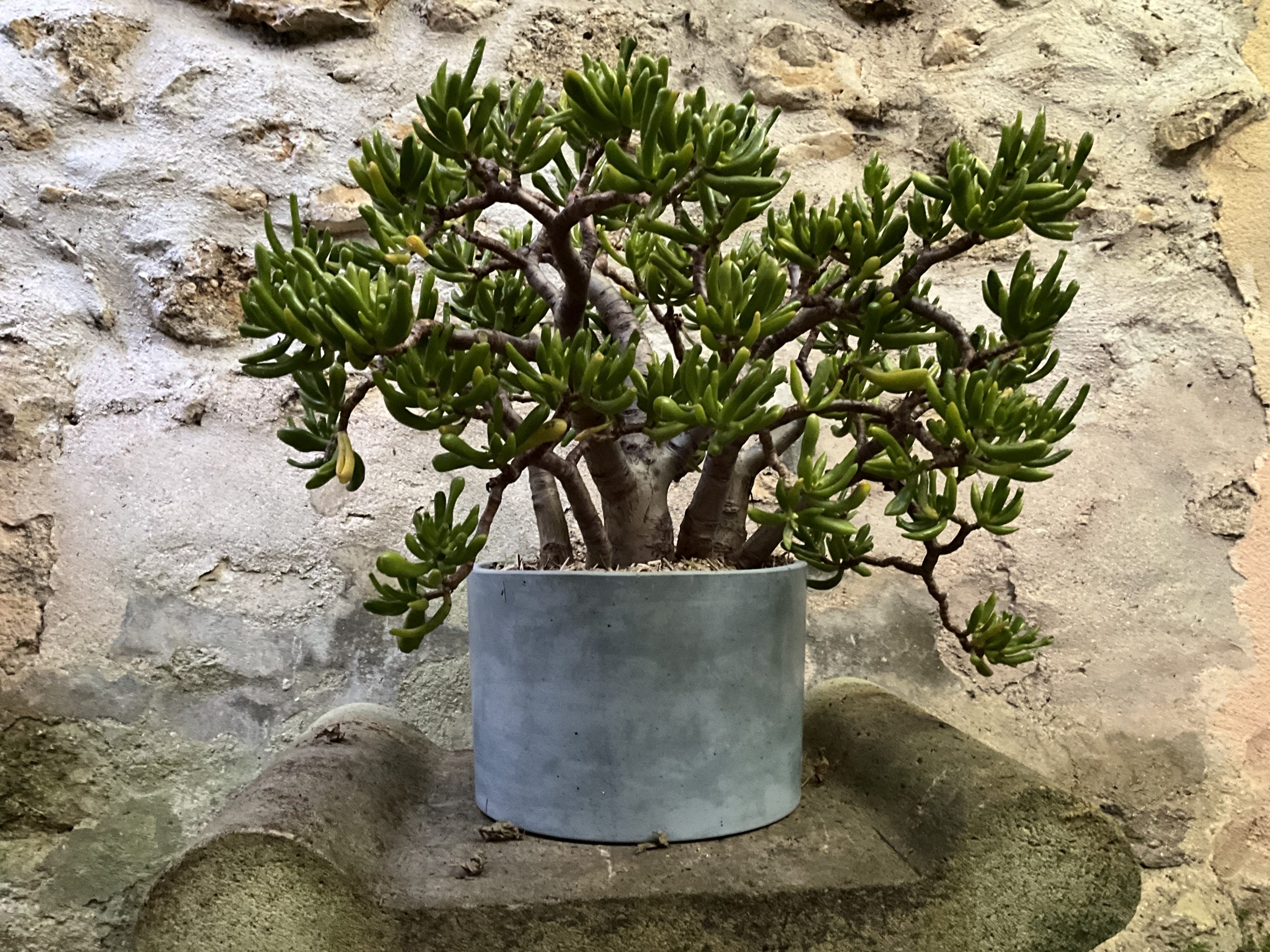 Crassula Ovata ; crassula en pot ; culture de succulentes en pots ; plantes grasses en pots ; culture plantes grasses ; pot pour plante grasse ; pot résistant ; pots non gélifs ; pots naturels ; pot de plante minéral ; mettre en valeur son crassula ; déco crassula ; ensemble pot plante grasse