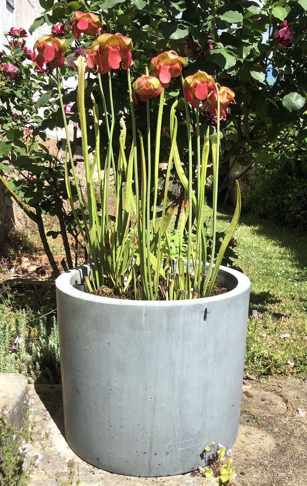Sarracenia dans pot en béton ; Sarracenia culture en pot en béton ; 