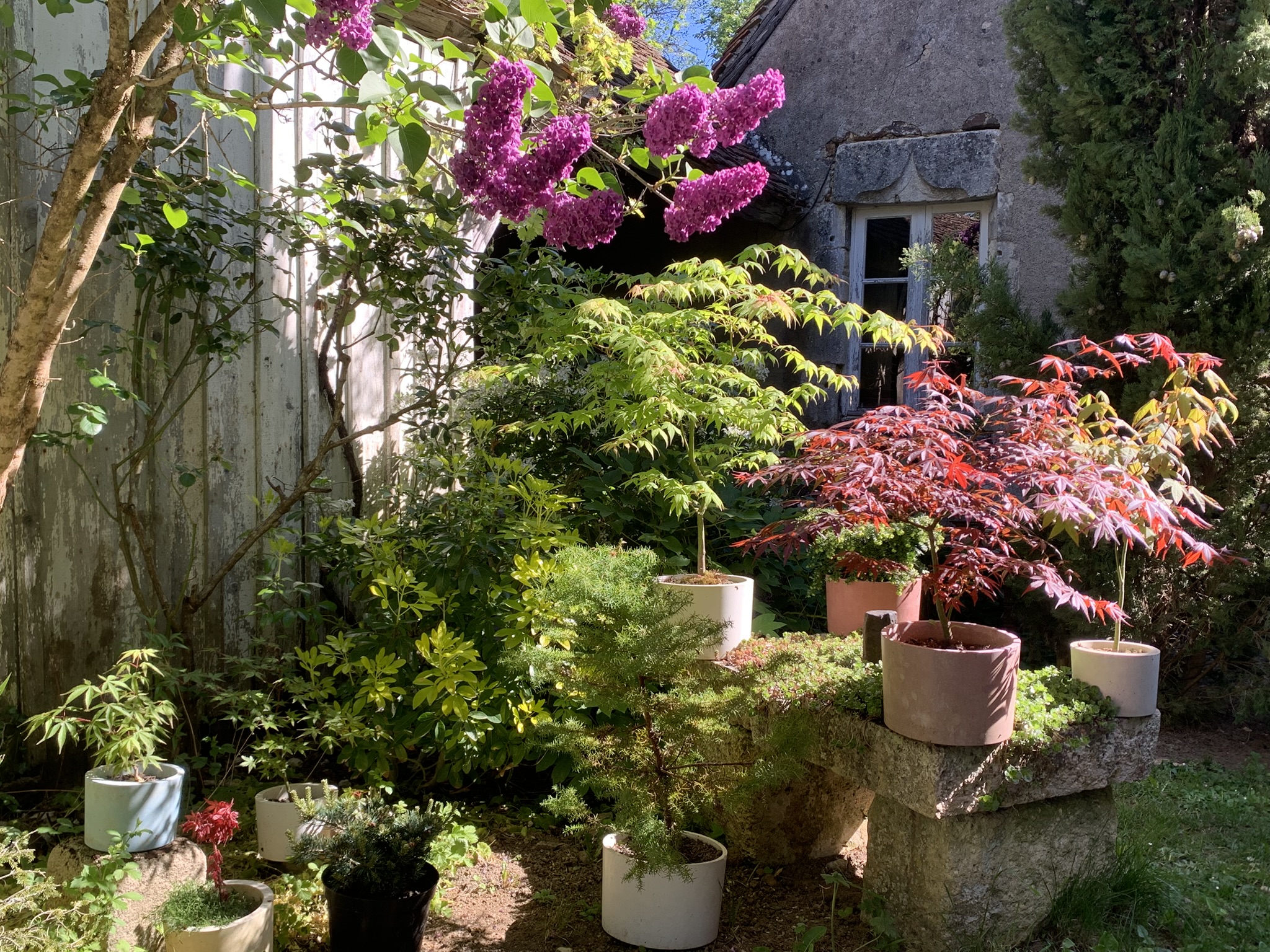 Erables du japon en pot ; culture d'érables du Japon en pot ; cultiver en pot ; pot en béton ; culture facile en pot ; couleurs de printemps ; acer en pot ; cultiver des acer en pots ; Elégance des acer en pot ;